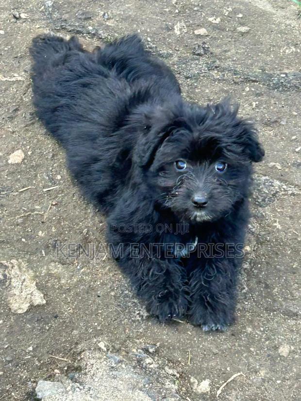 1-3 months Male Purebred Havanese - main view