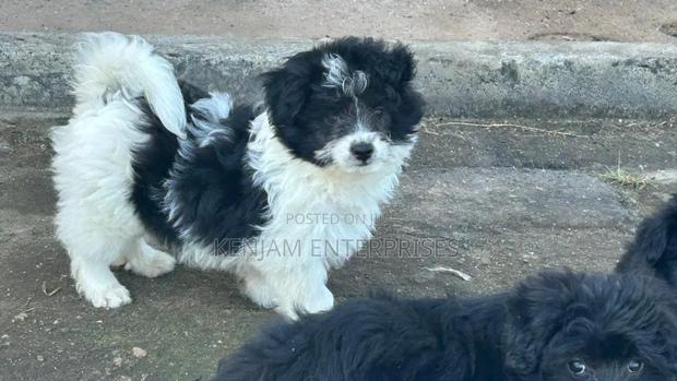 1-3 months Female Purebred Havanese