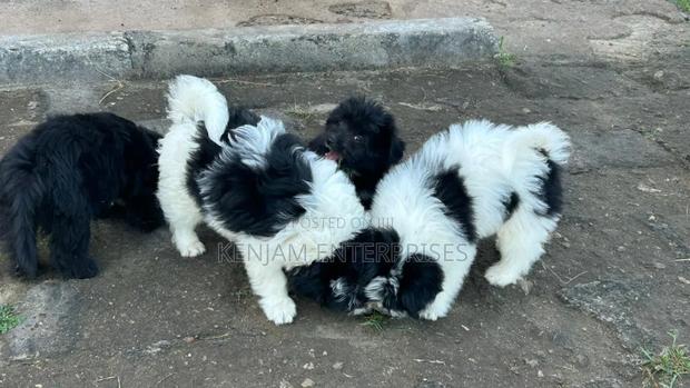 1-3 months Female Purebred Havanese - main view