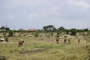 Juja_farm Prime Plots _Kwa Murage