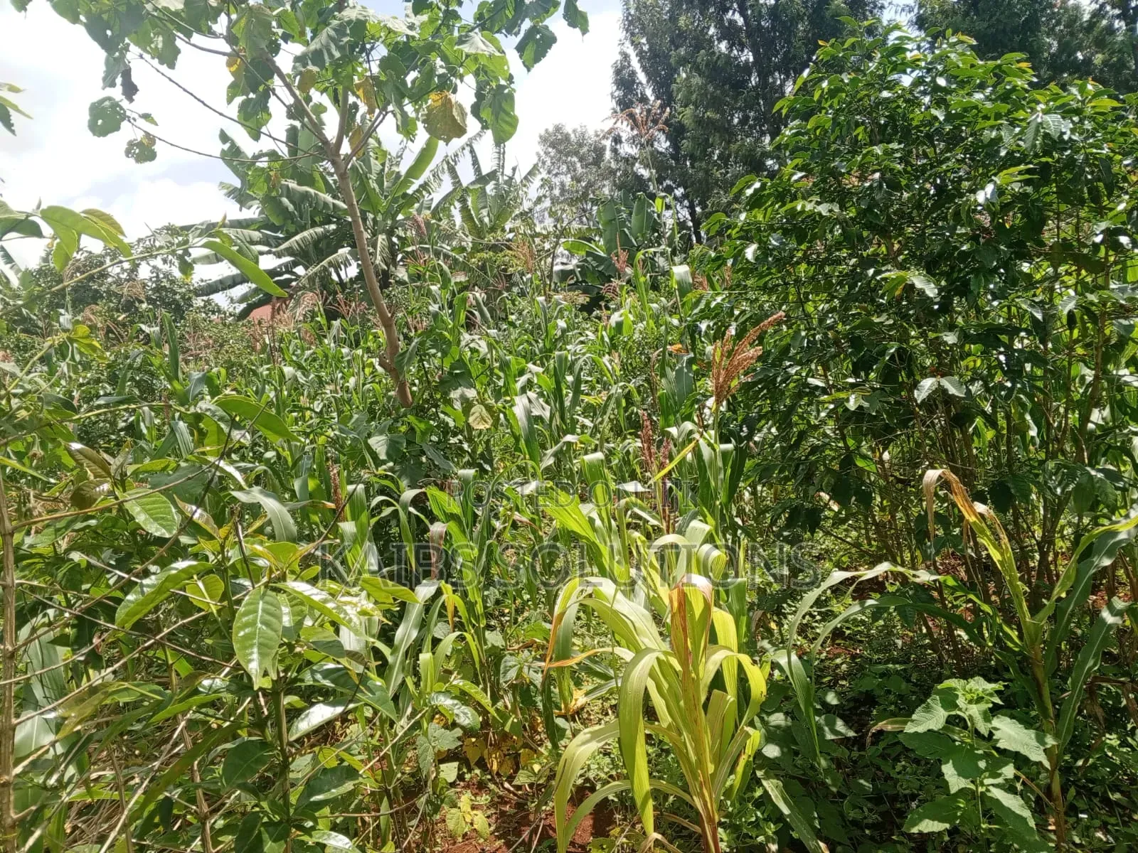 38 by 120,4m,3.6,3.2m,At Mwongoiya