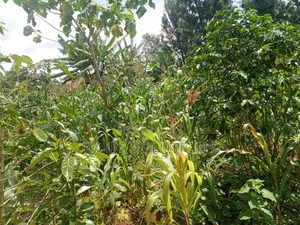38 by 120,4m,3.6,3.2m,At Mwongoiya