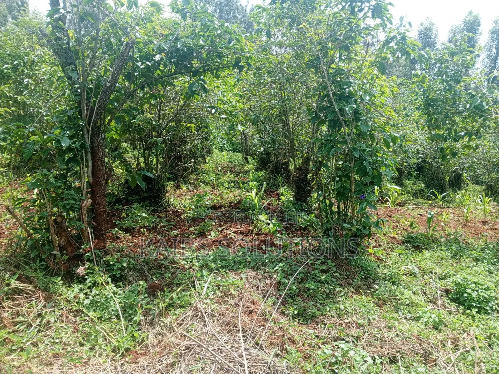 38 by 120,4m,3.6,3.2m,At Mwongoiya