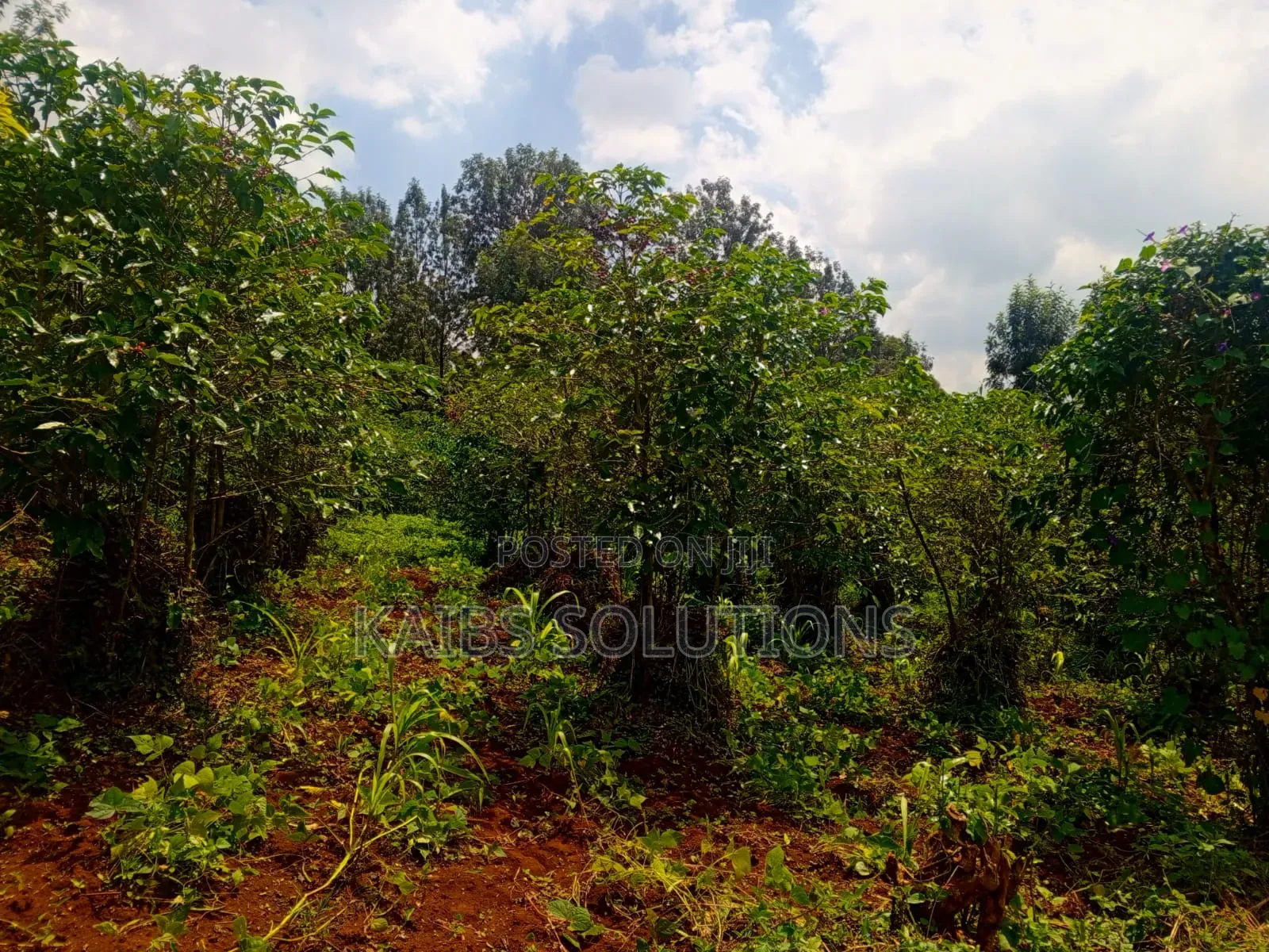 38 by 120,4m,3.6,3.2m,At Mwongoiya