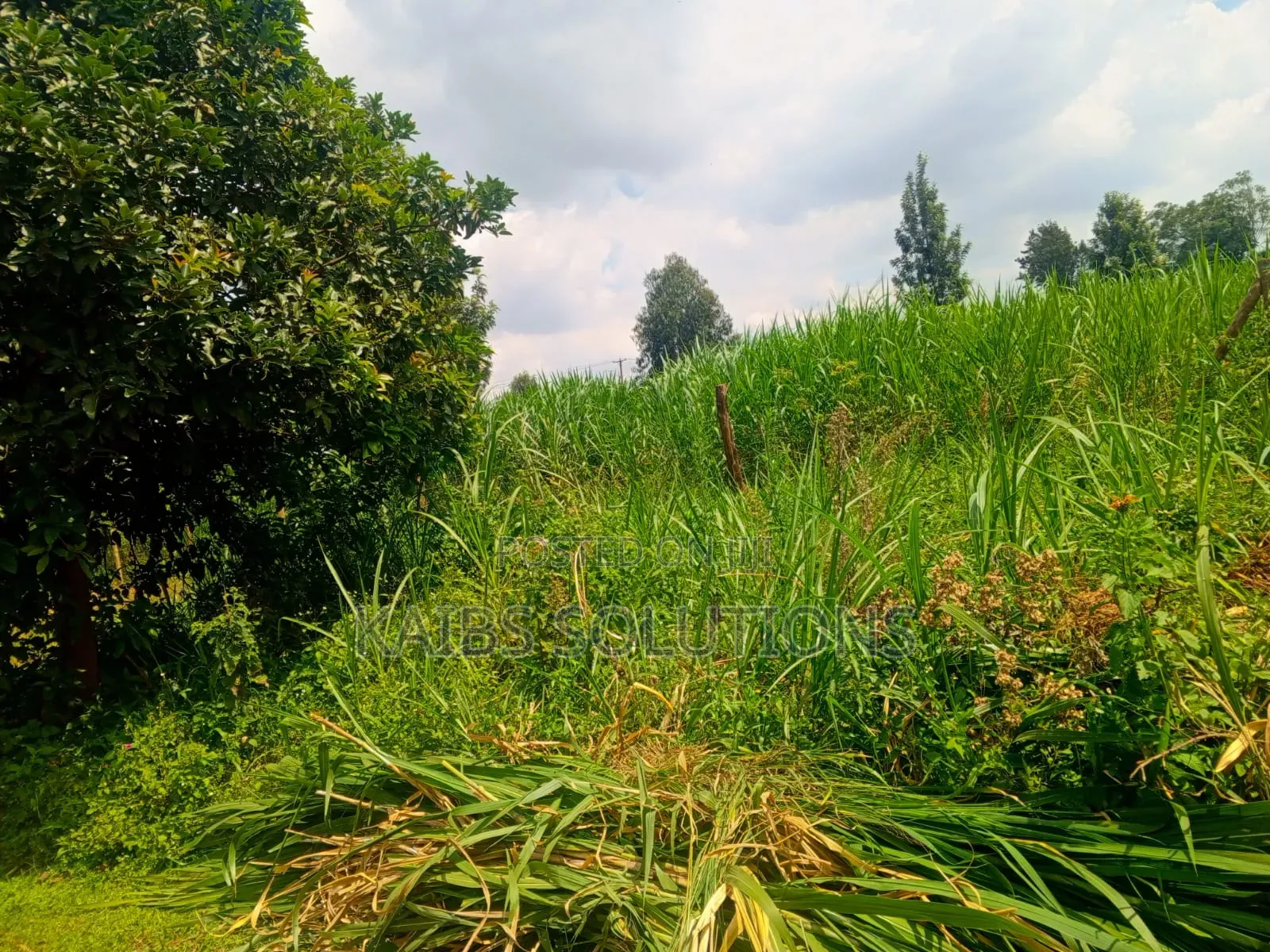 Muthacha Mwongoiya Prime Plot,5.8