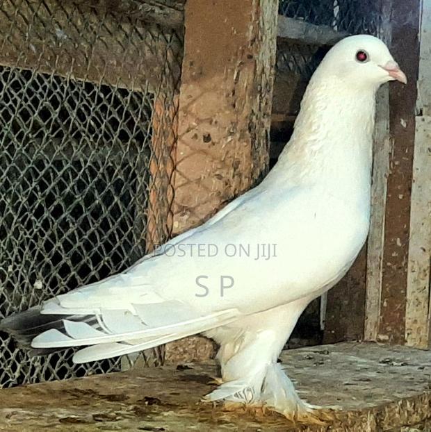 Beautiful Giant Male