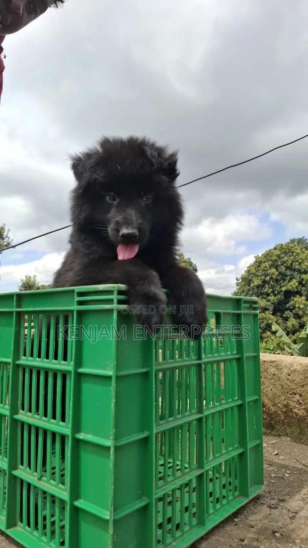 1-3 months Female Purebred German Shepherd