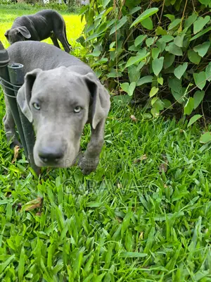 3-6 months Male Purebred Great Dane