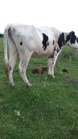 Pure Housen Heifer