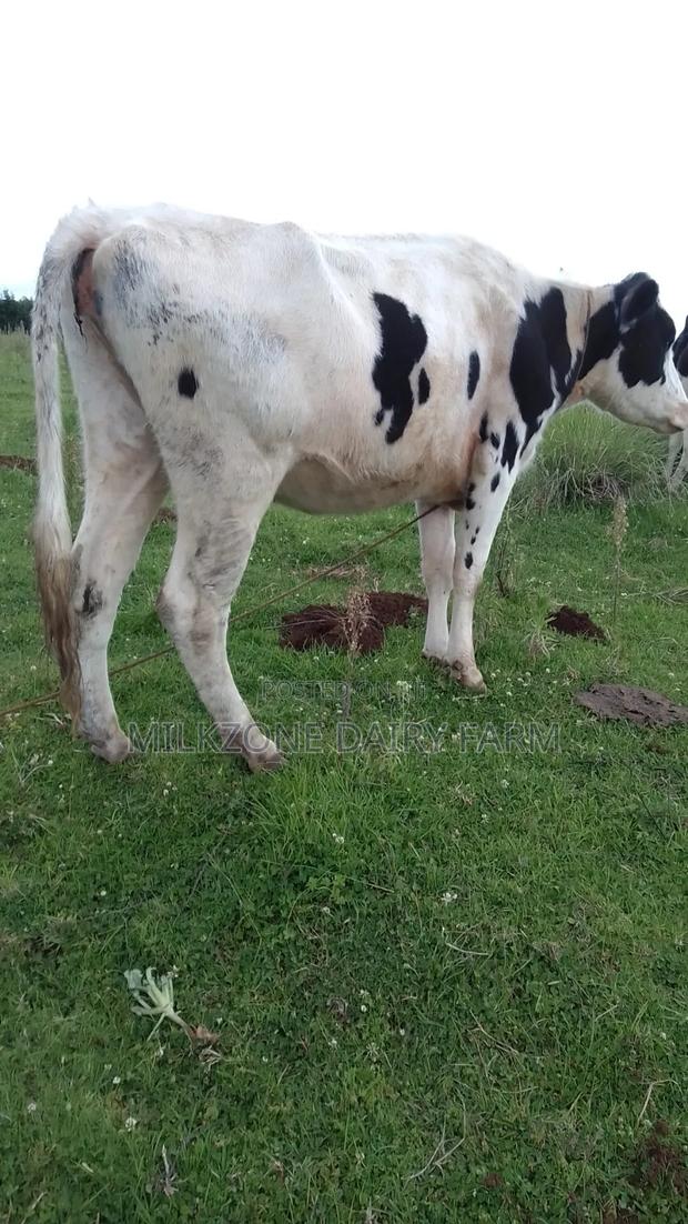 Pure Housen Heifer