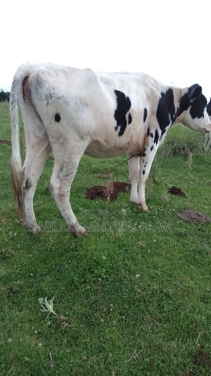 Pure Housen Heifer