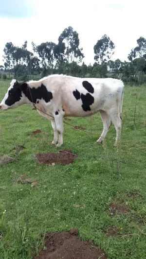 Pure Housen Heifer