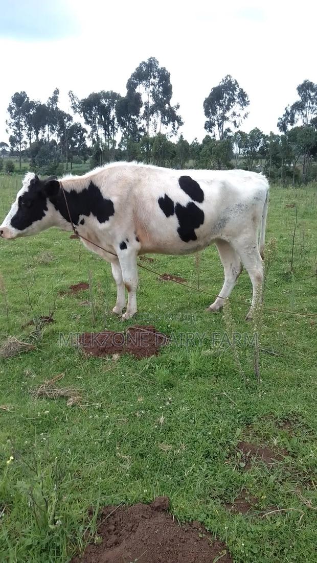 Pure Housen Heifer - thumbnail 2