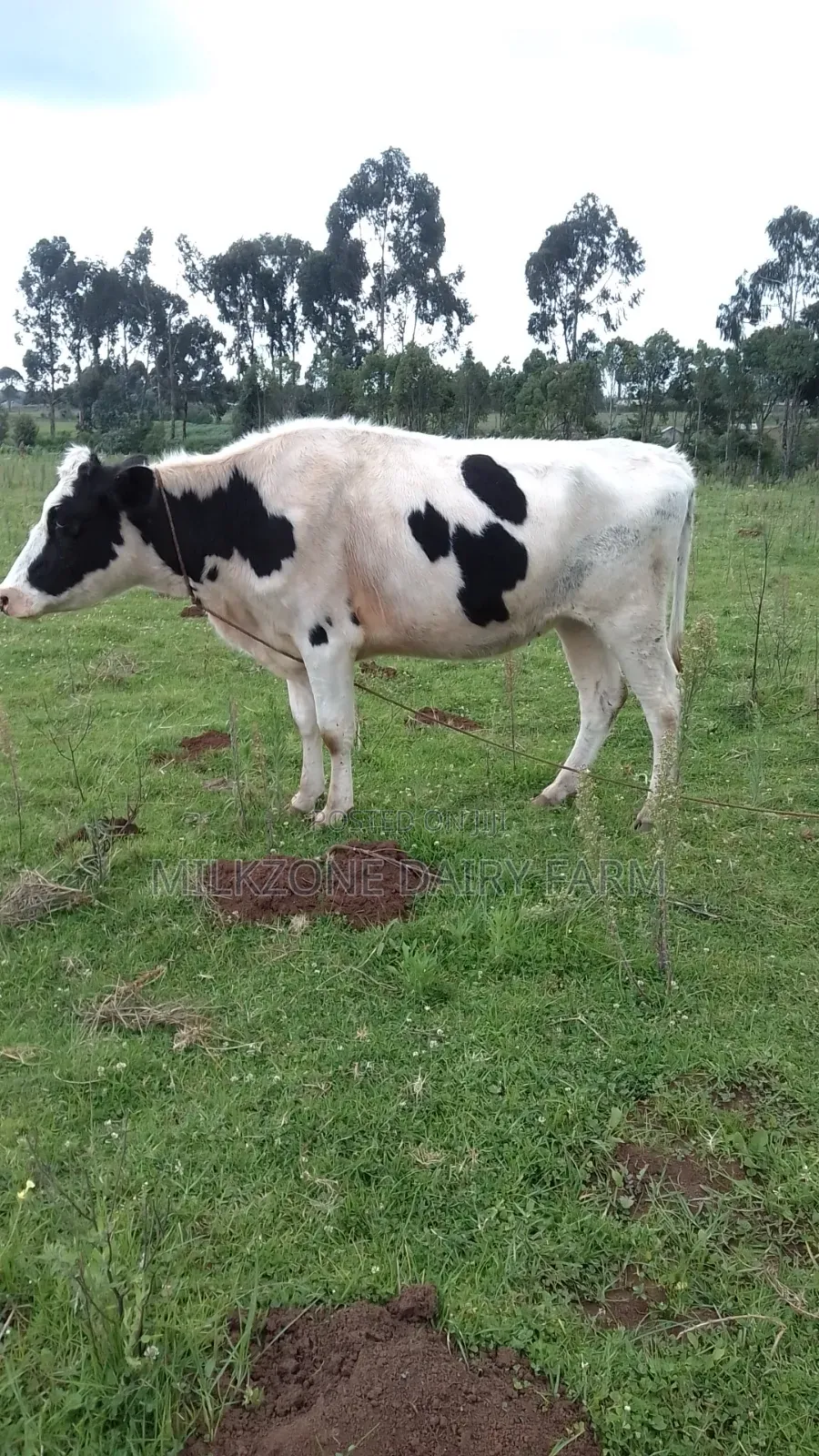 Pure Housen Heifer