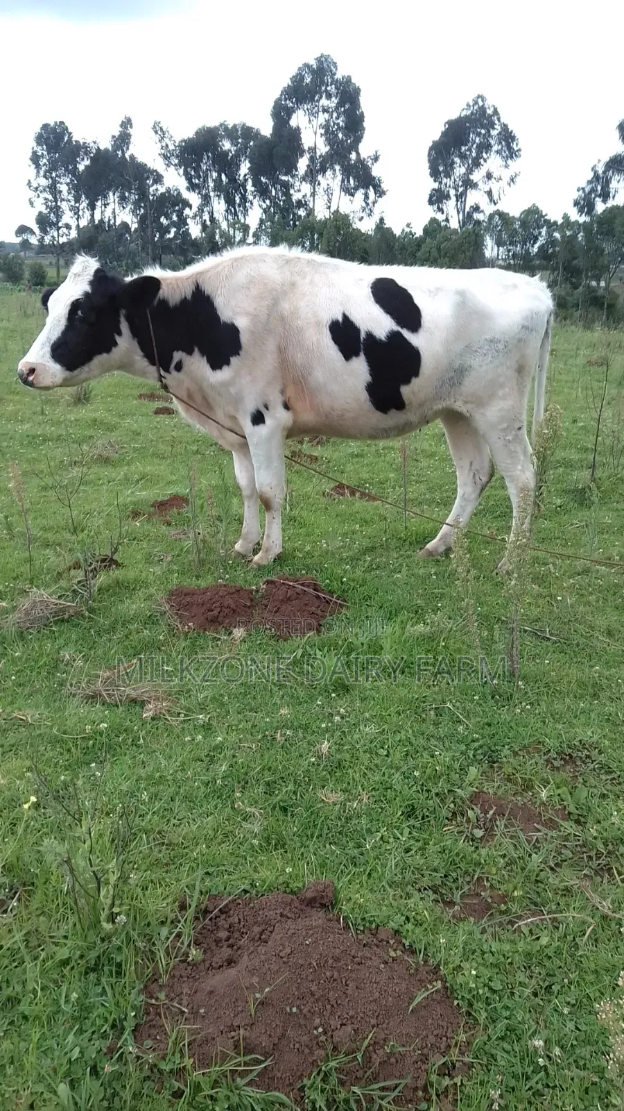 Pure Housen Heifer