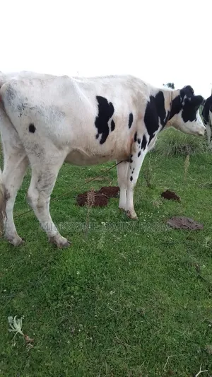 Pure Housen Heifer
