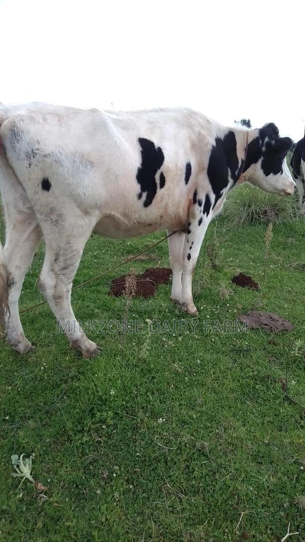 Pure Housen Heifer - thumbnail 4