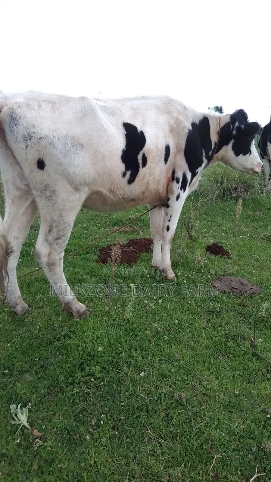 Pure Housen Heifer