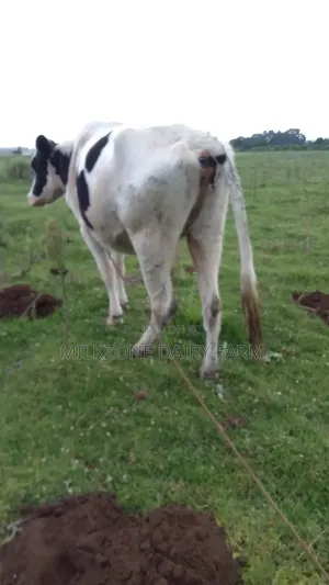 Pure Housen Heifer