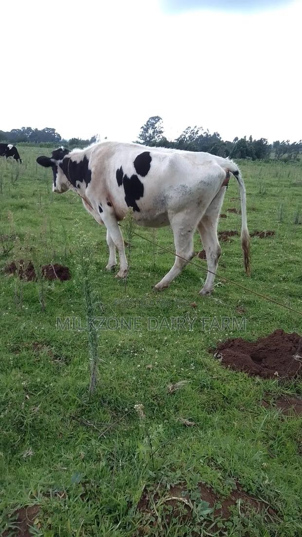 Pure Housen Heifer - thumbnail 6