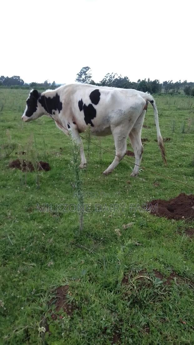 Pure Housen Heifer - thumbnail 7