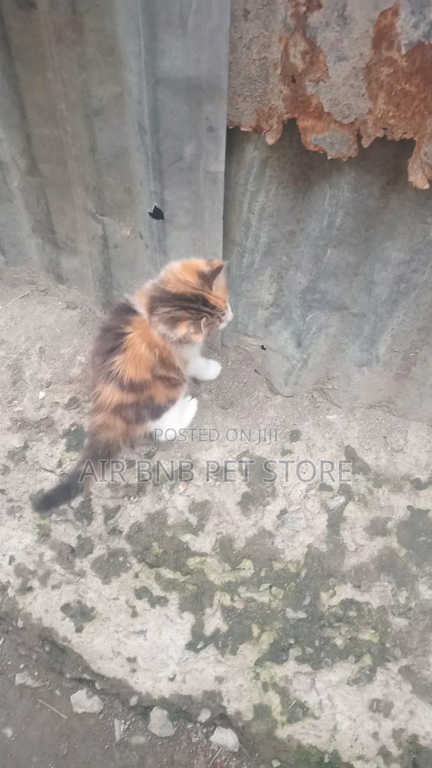 1-3 months Female Mixed Breed American Curl - thumbnail 2