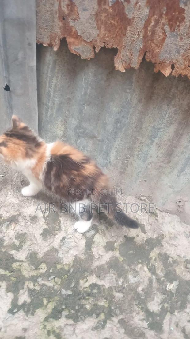 1-3 months Female Mixed Breed American Curl - thumbnail 3