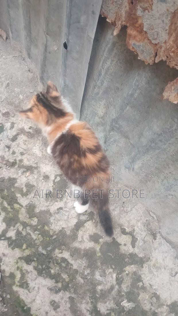 1-3 months Female Mixed Breed American Curl - thumbnail 4
