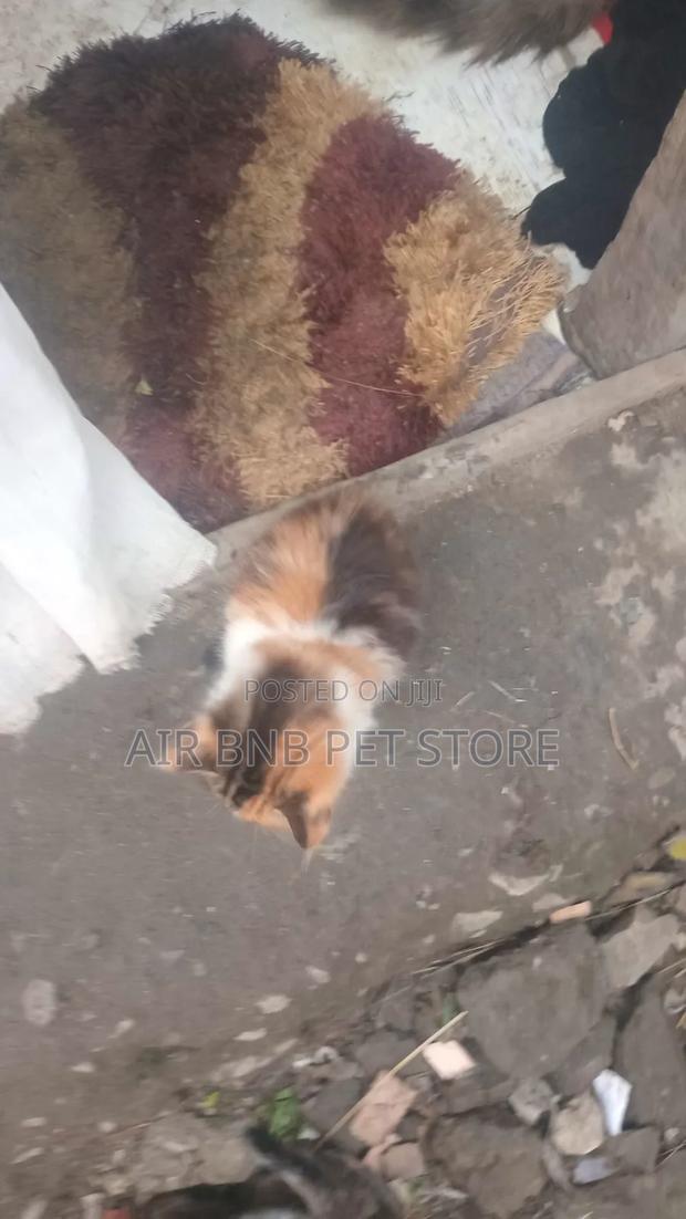 1-3 months Female Mixed Breed American Curl - thumbnail 5