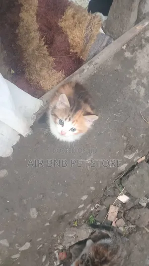 1-3 months Female Mixed Breed American Curl