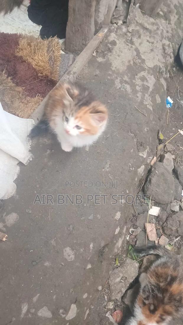 1-3 months Female Mixed Breed American Curl - thumbnail 6