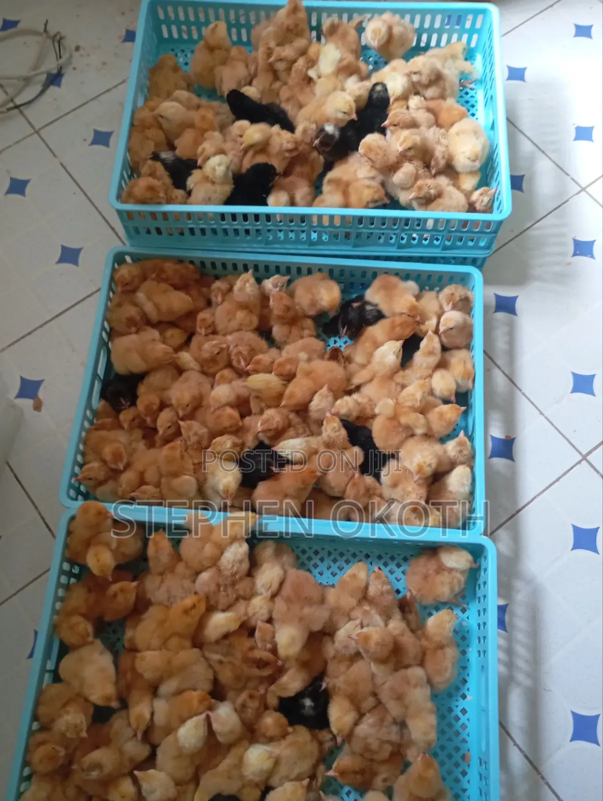Automatic Incubator