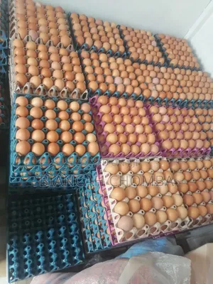 Eggs for Sale