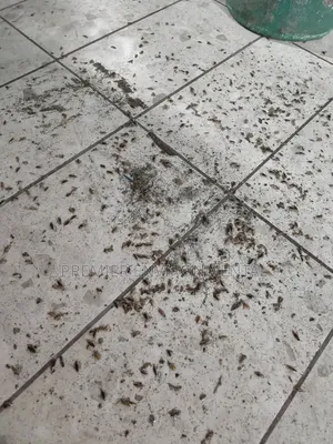 Premier Pest Control And Cleaning Services