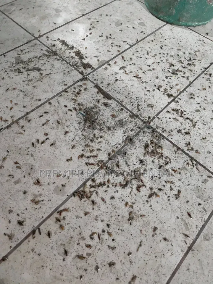 Premier Pest Control And Cleaning Services