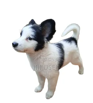 1-3 months Female Mixed Breed Papillon