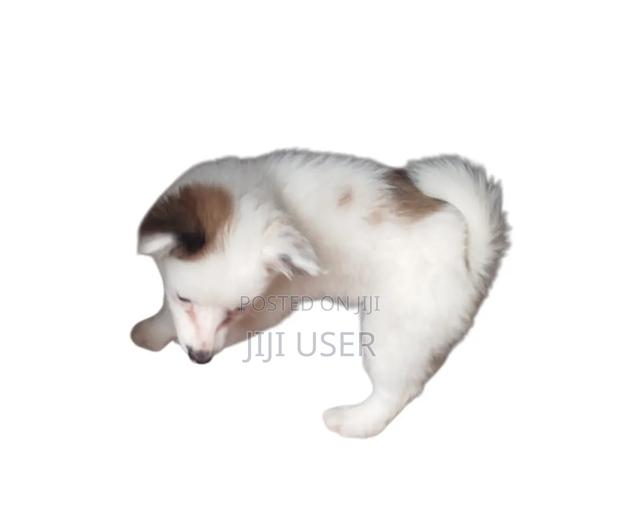 1-3 months Female Mixed Breed Papillon - thumbnail 3
