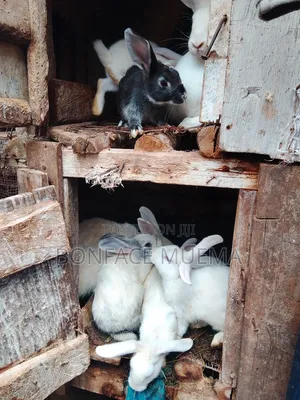 Rabbit Fo Sale