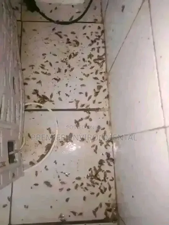 Premier Pest Control And Cleaning Services