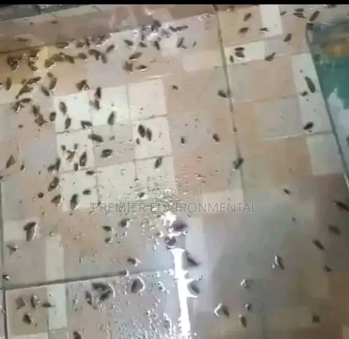 Premier Pest Control And Cleaning Services