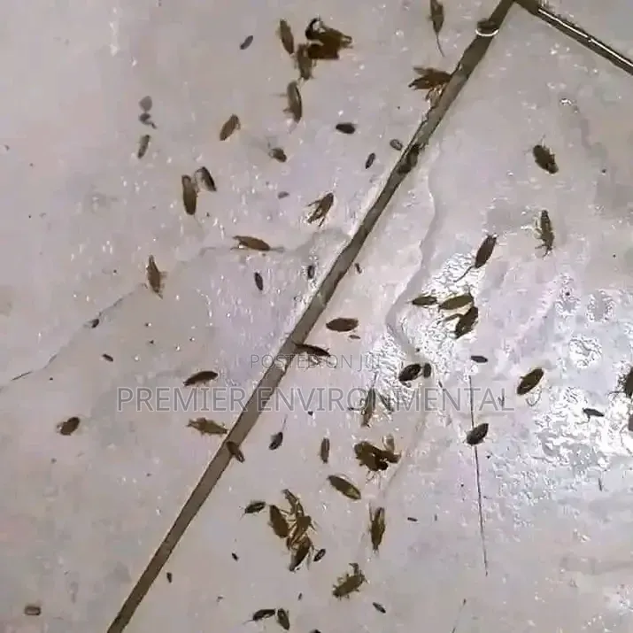 Premier Pest Control And Cleaning Services