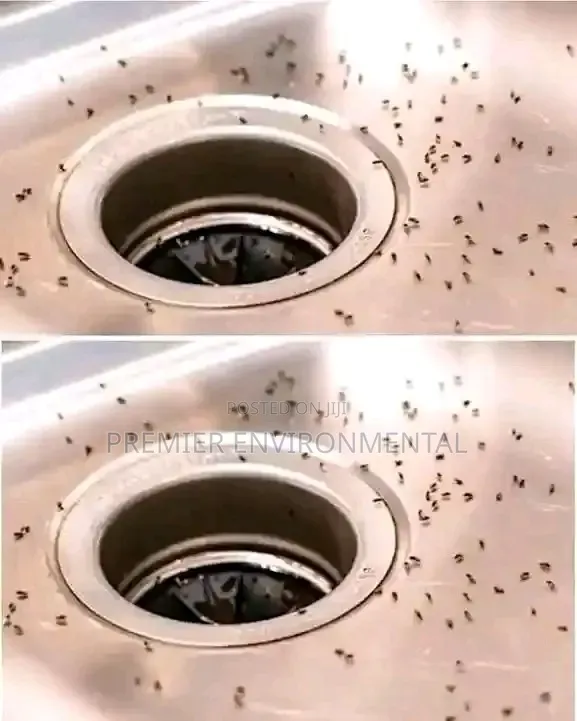 Premier Pest Control And Cleaning Services