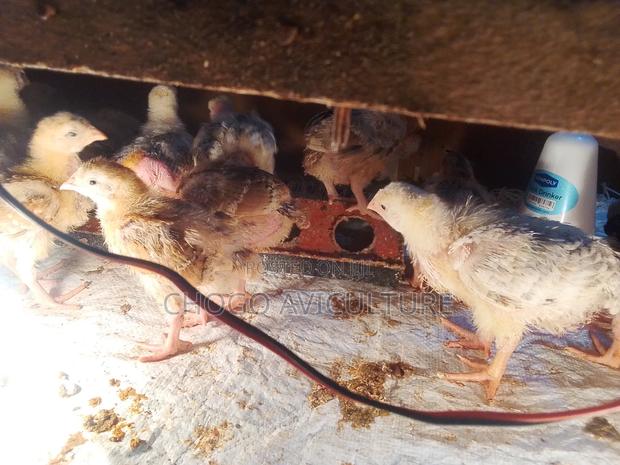 Chicken Farming From 
