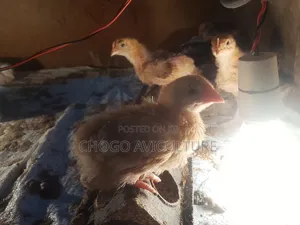 Chicken Farming From 