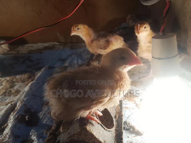 Chicken Farming From  - thumbnail 2