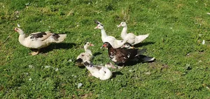 Ducklings Mascovy