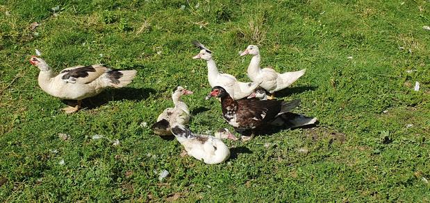 Ducklings Mascovy