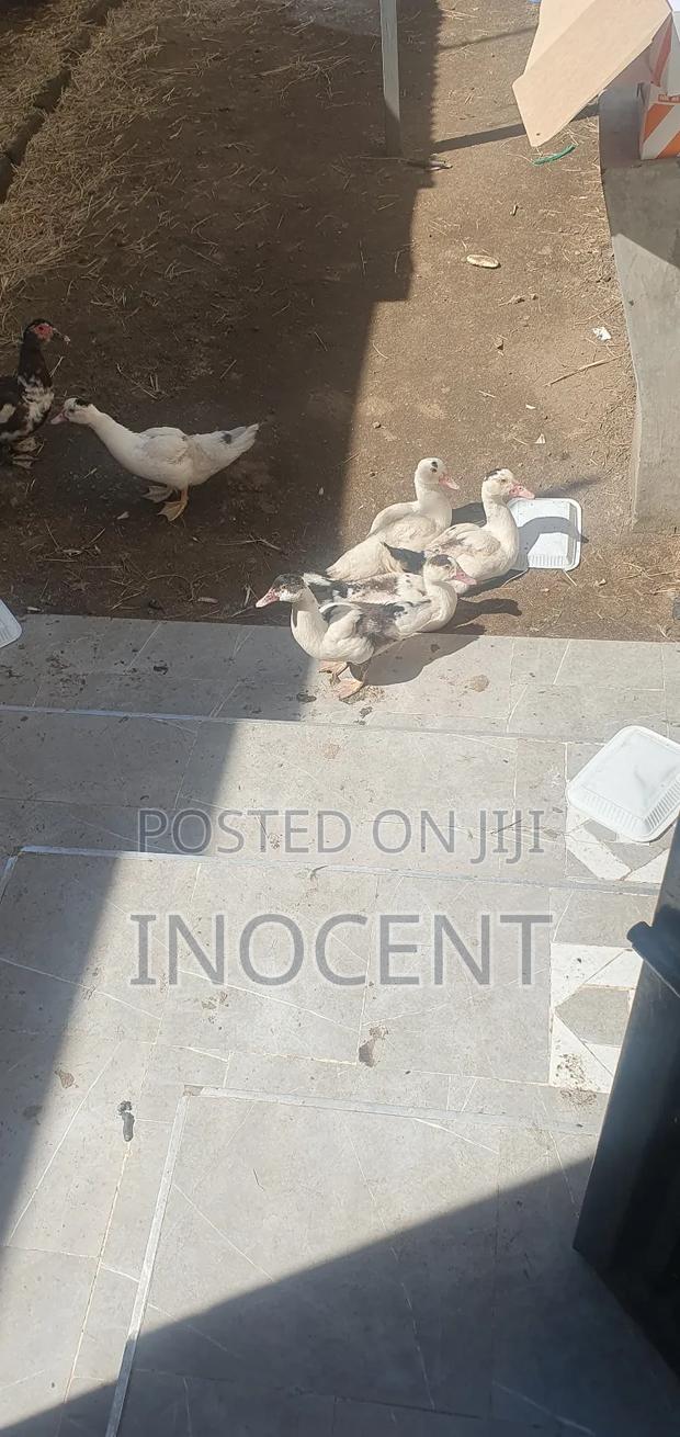 Ducklings Mascovy - thumbnail 2