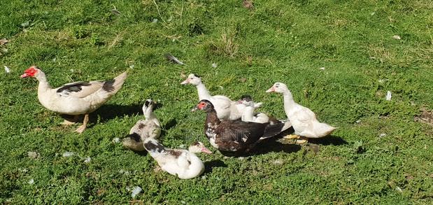 Ducklings Mascovy - thumbnail 3