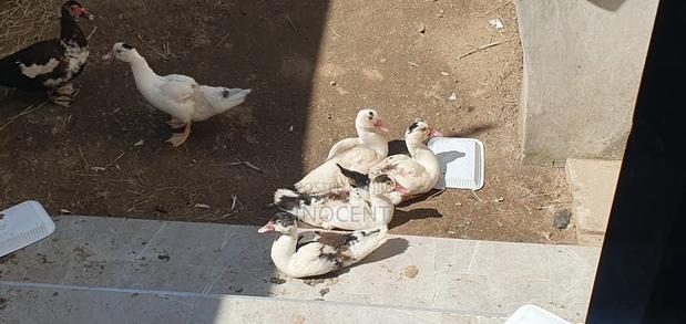 Ducklings Mascovy - thumbnail 4